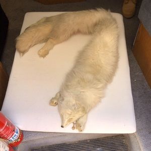 Hunecks of La Jolla mink stole